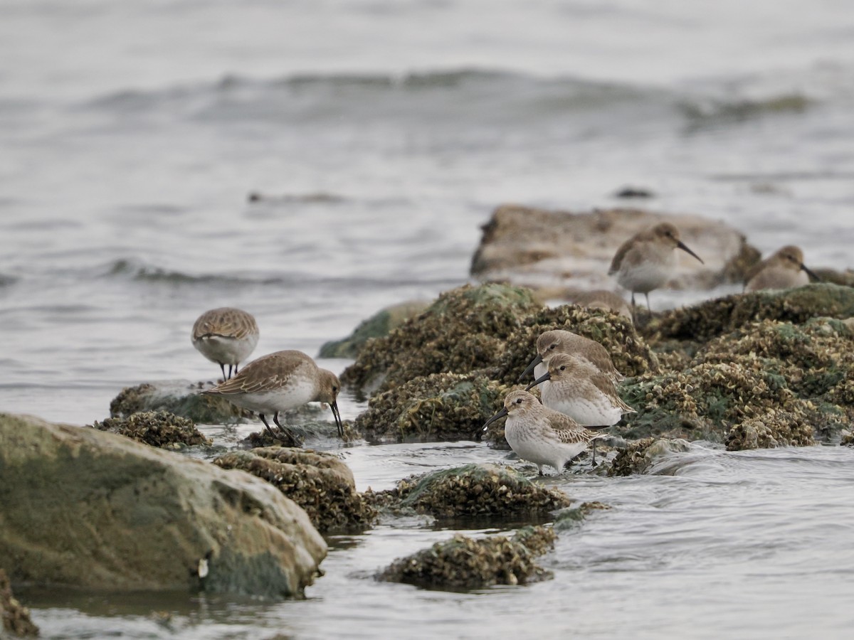 黑腹濱鷸 - ML644502512