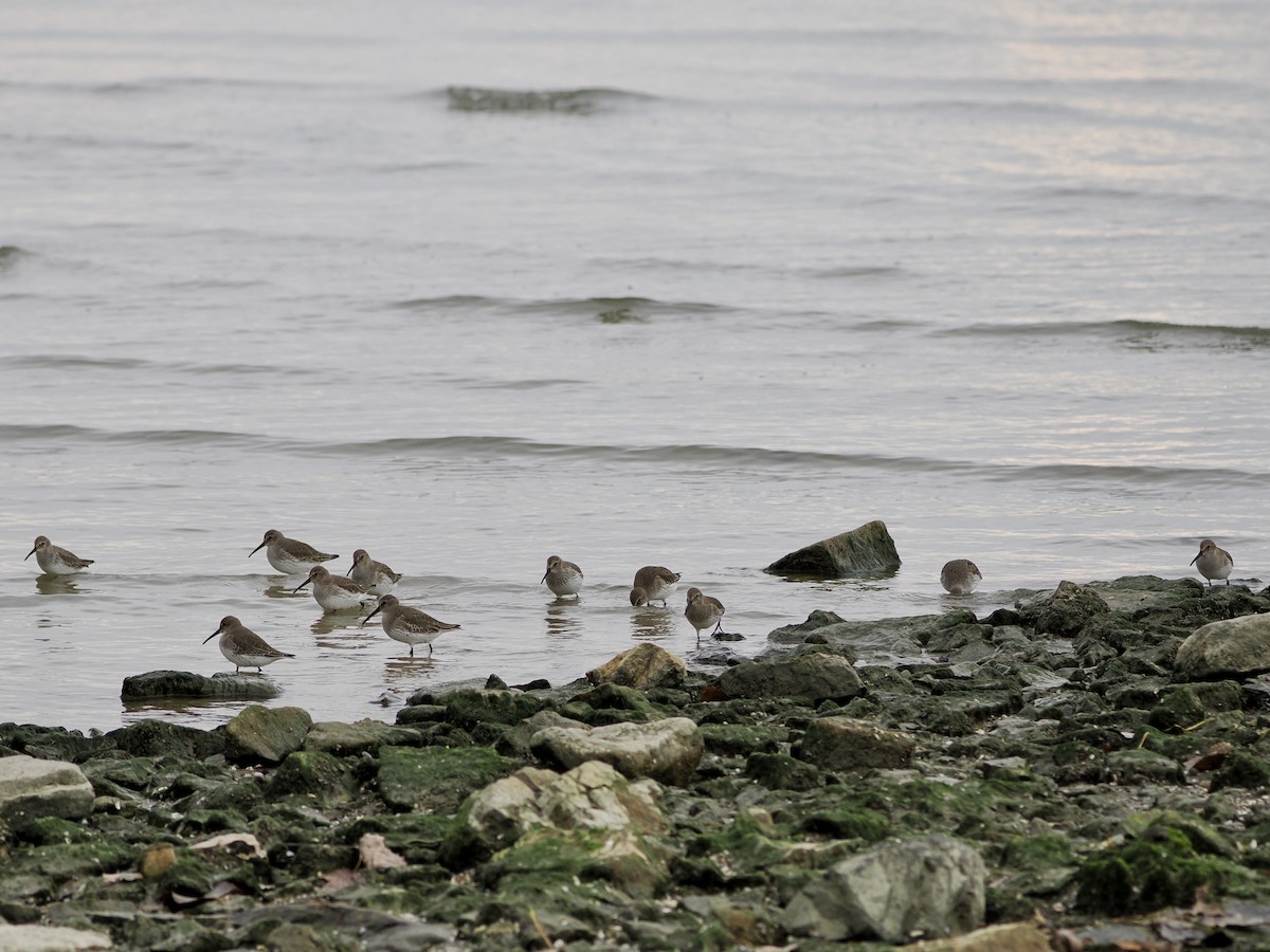 黑腹濱鷸 - ML644502513