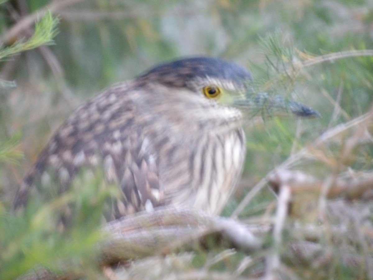 Nankeen Night Heron - ML644502521