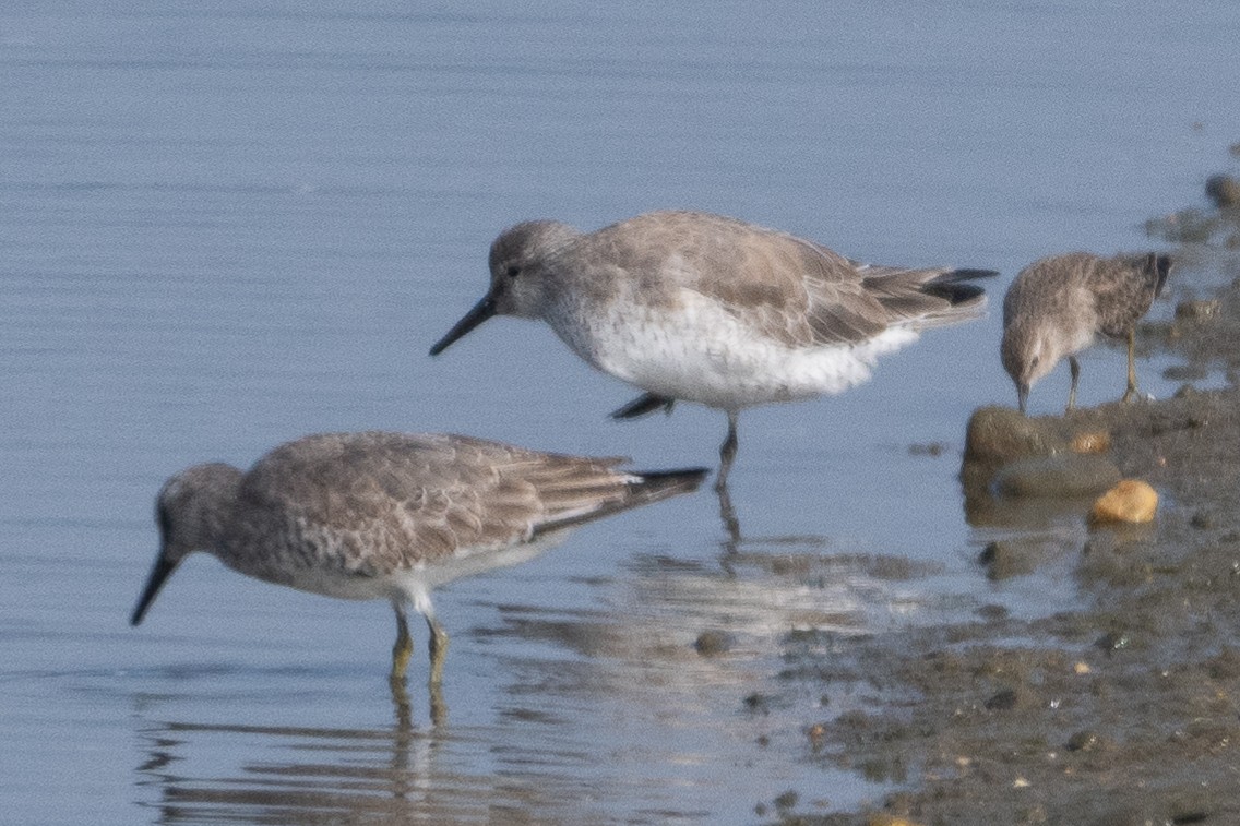 Шармаг элсэг - ML644502526