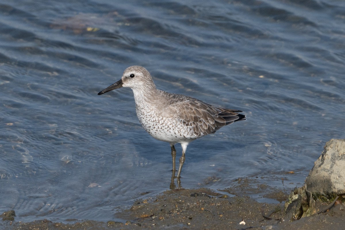 Шармаг элсэг - ML644502527