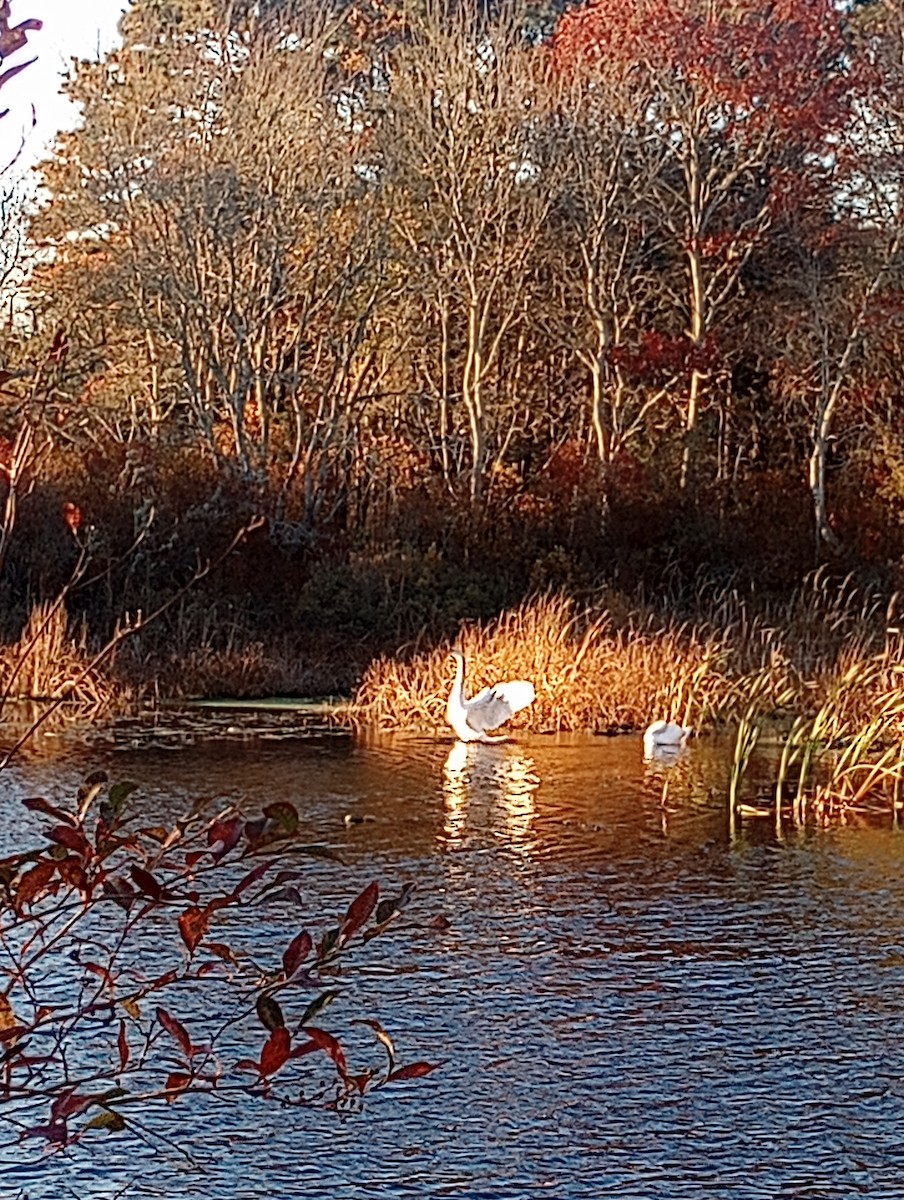 labuť velká - ML644502533