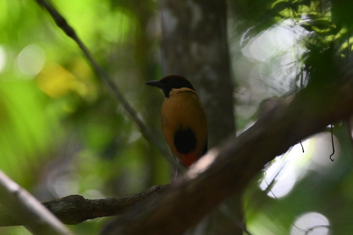 Noisy Pitta - ML644502535