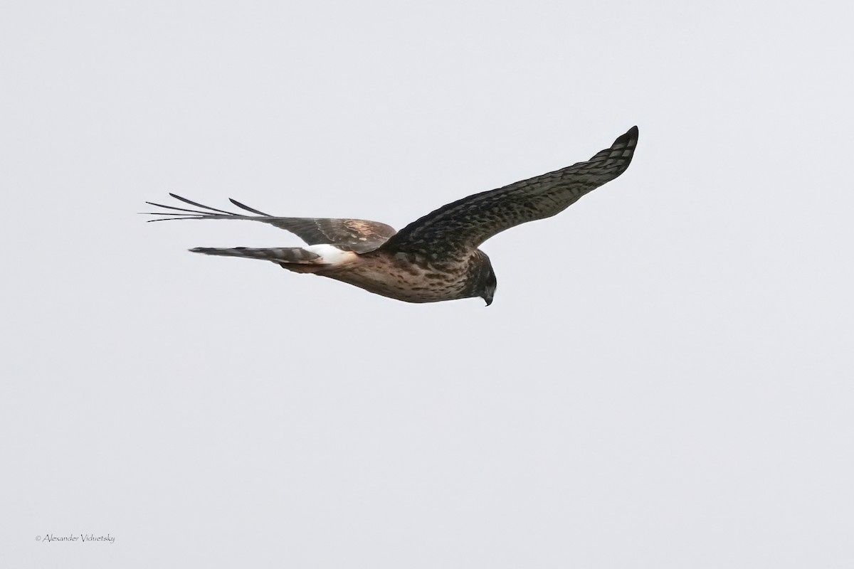 Northern Harrier - ML644502536