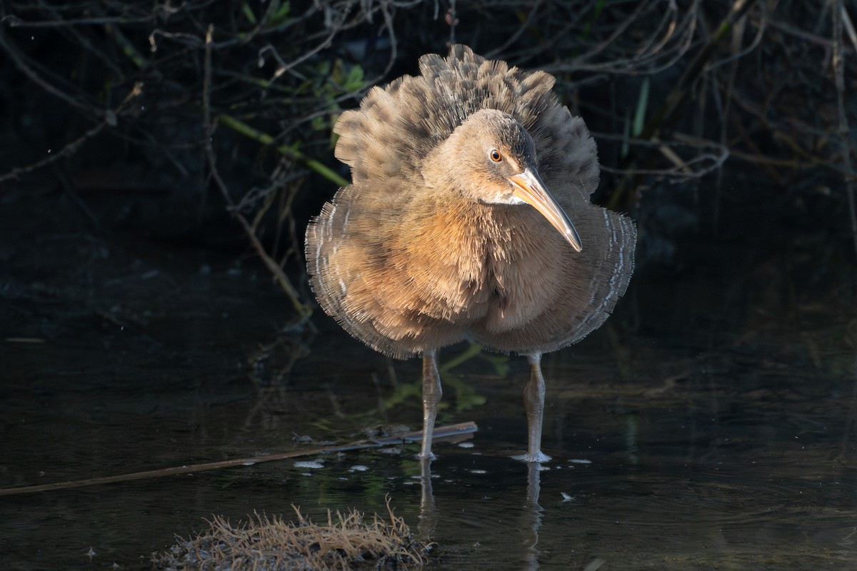 spartinarikse - ML644502538