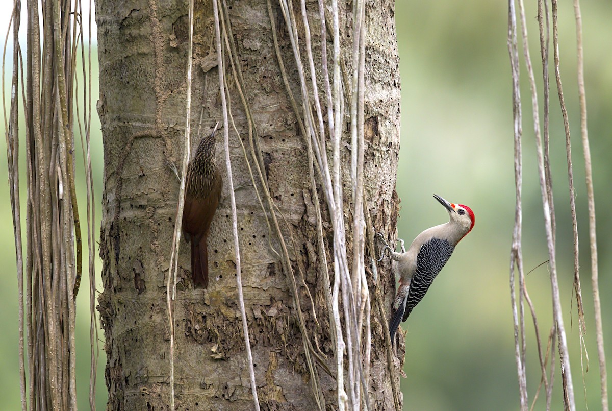 Carpintero Frentidorado - ML644502541