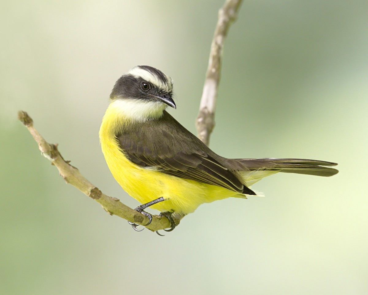 Bienteveo Sociable - ML644502545