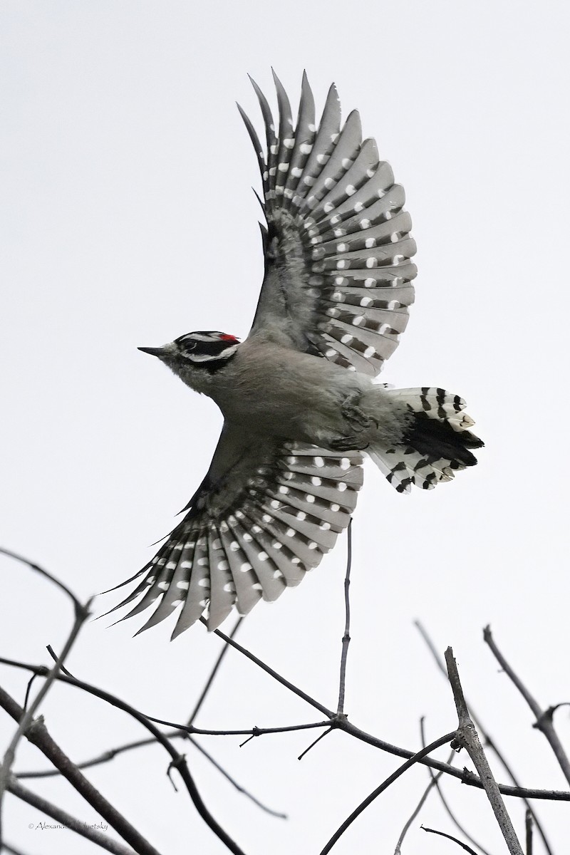 Downy Woodpecker - ML644502546