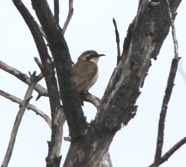 Black-eared Cuckoo - ML644502549