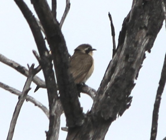 Black-eared Cuckoo - ML644502550