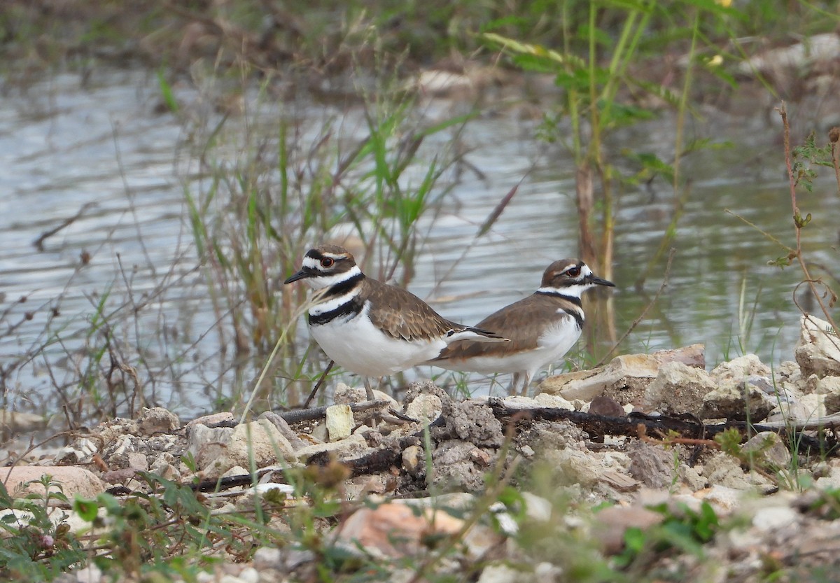 tobeltelo - ML644502551