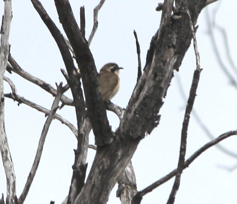 Black-eared Cuckoo - ML644502552