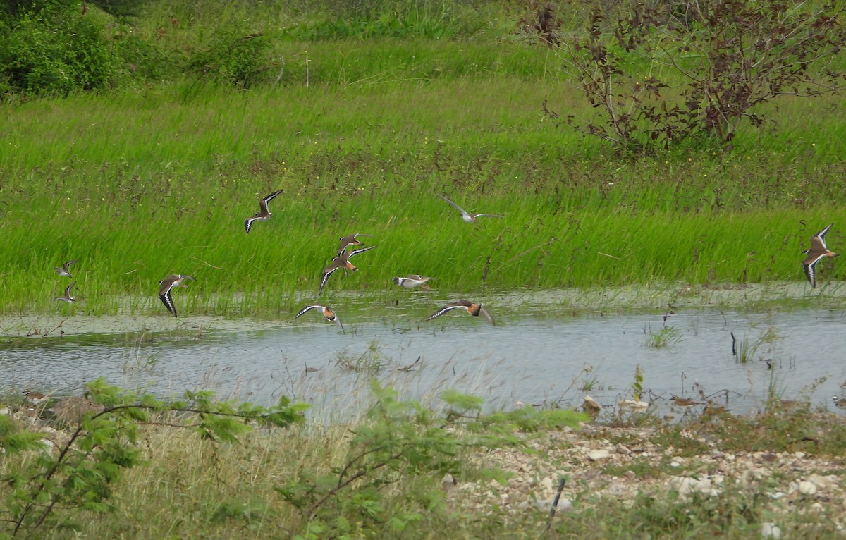 tobeltelo - ML644502553