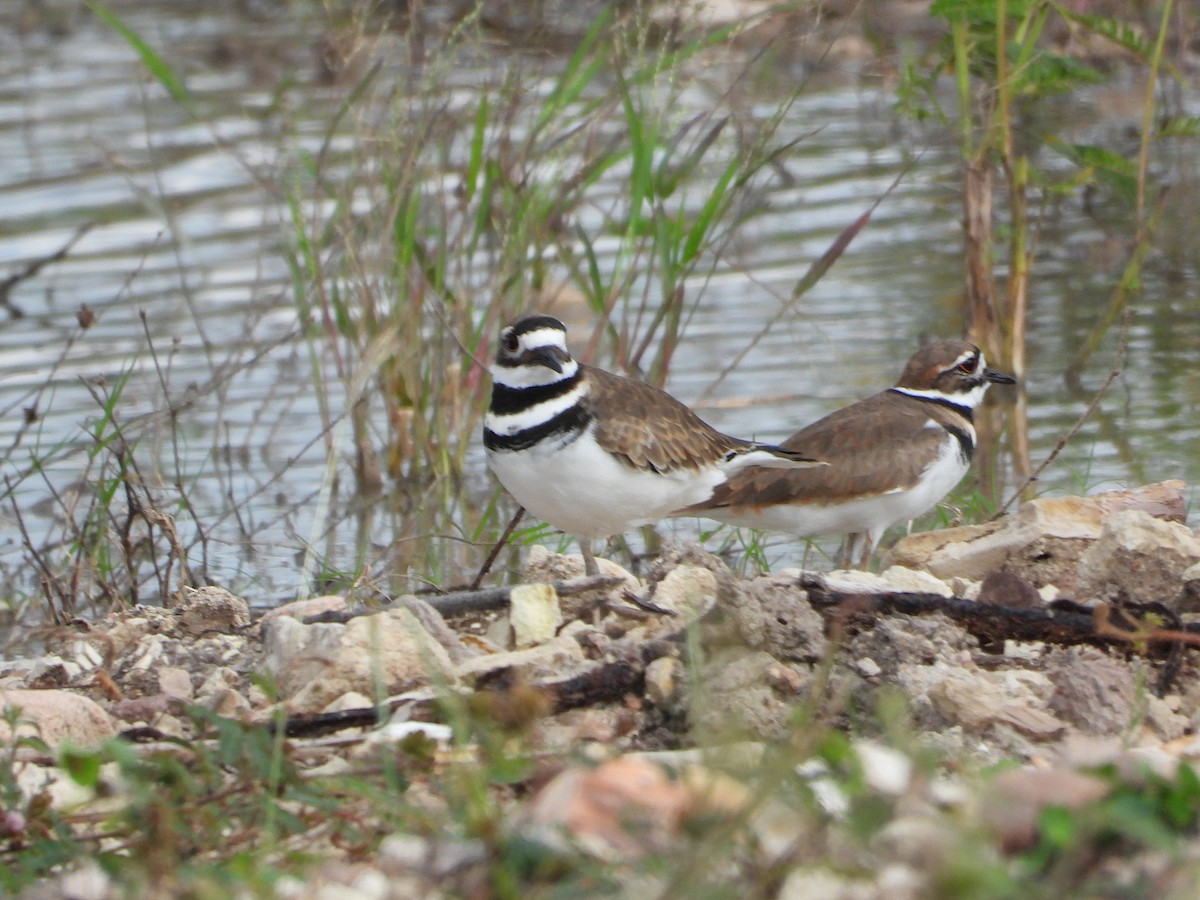 tobeltelo - ML644502554