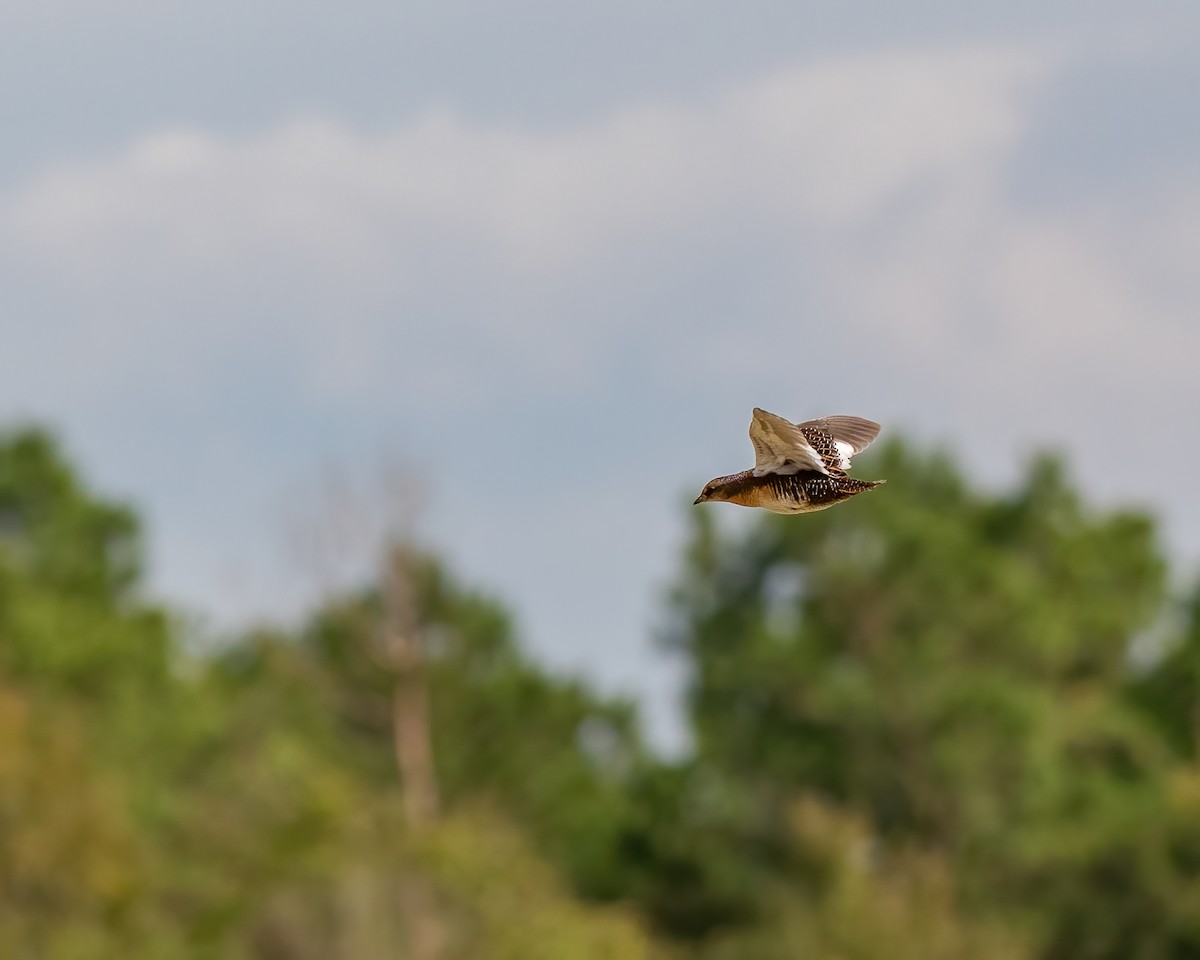 アメリカシマクイナ - ML644502556