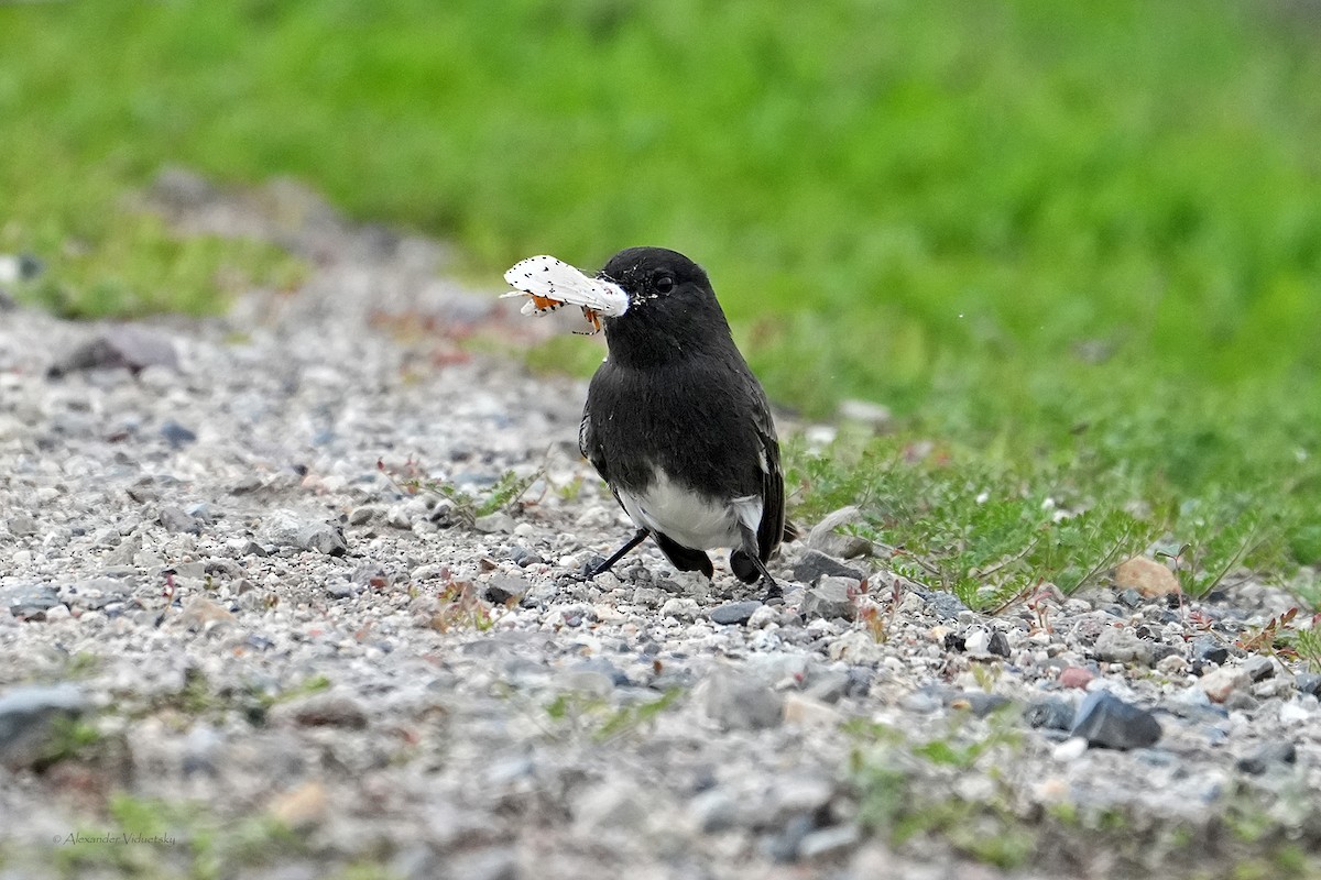 Black Phoebe - ML644502558