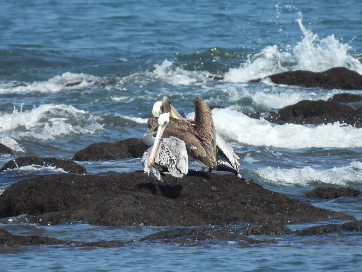 Brown Pelican (Atlantic) - ML644502559