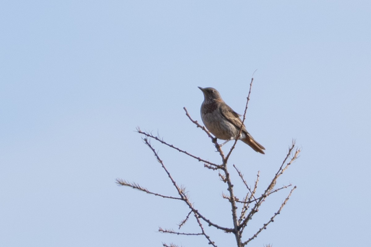 Grive à gorge rousse - ML644502560