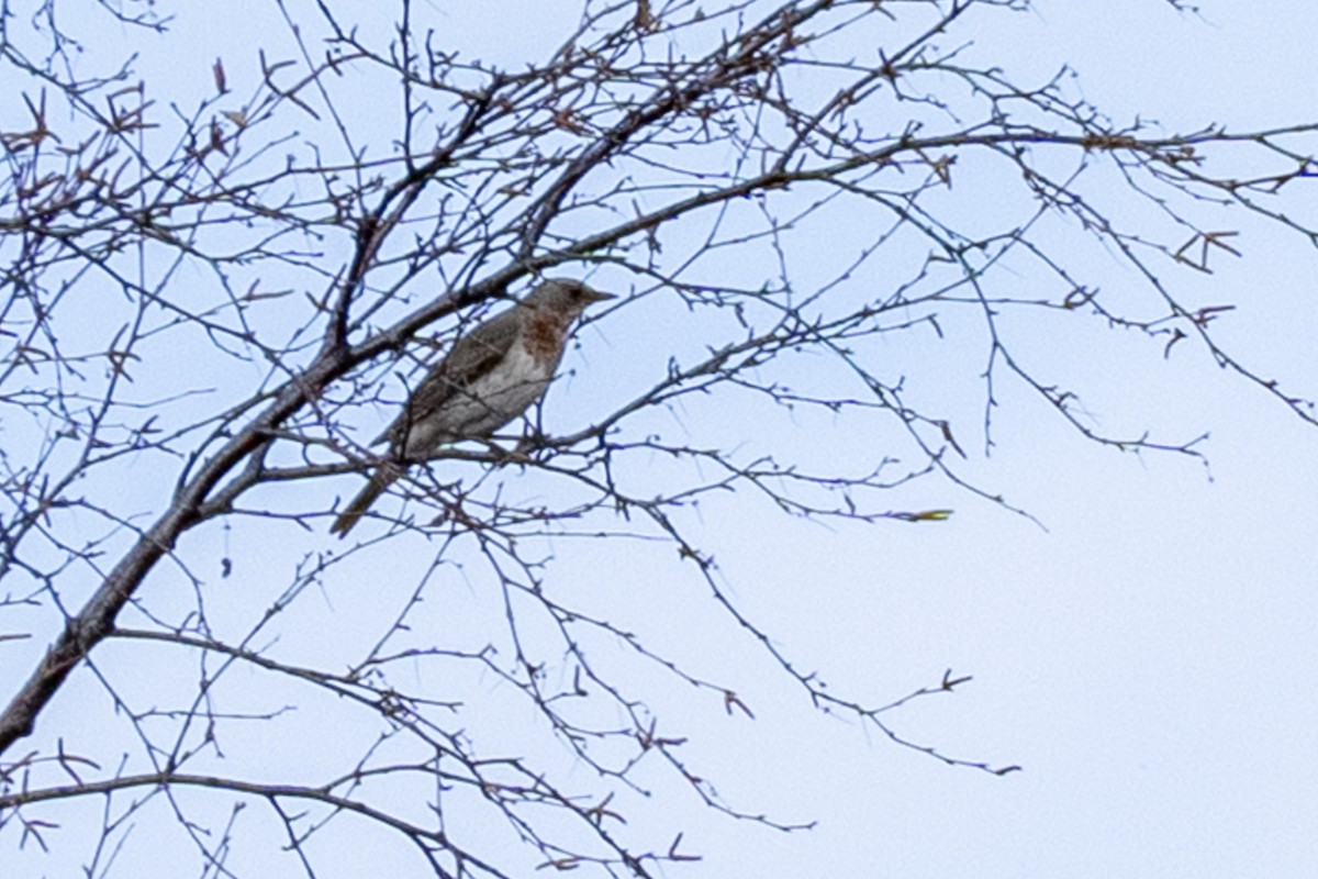 Grive à gorge rousse - ML644502561