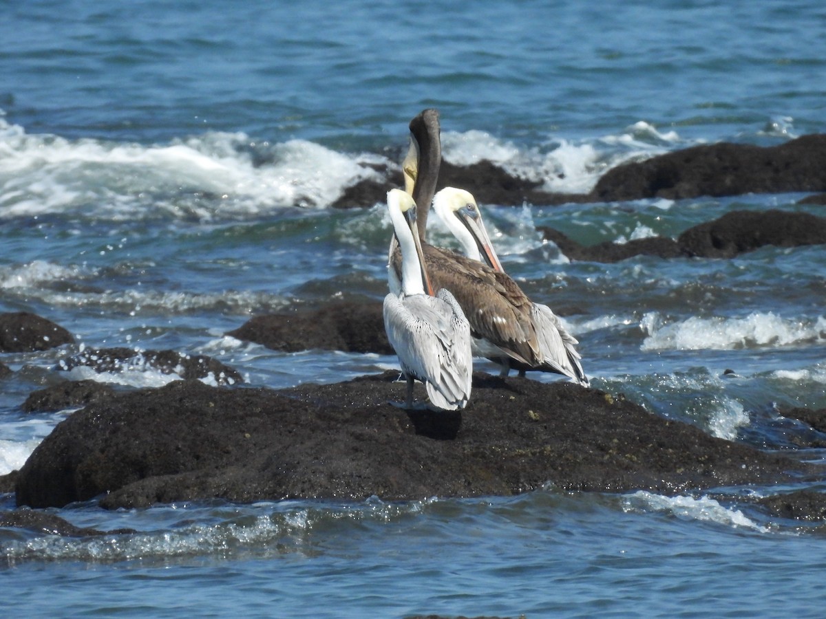 Brown Pelican (Atlantic) - ML644502565