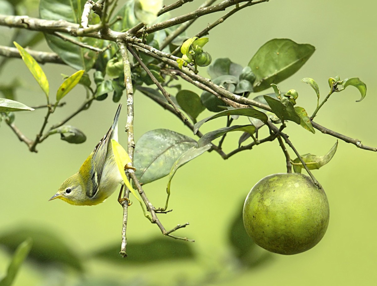 Parula Norteña - ML644502566