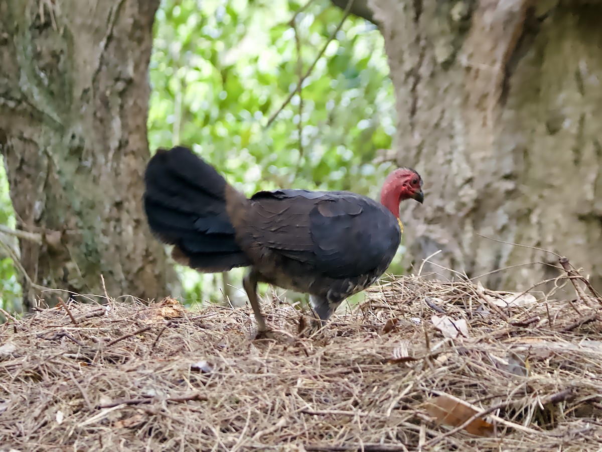 Australian Brushturkey - ML644502568