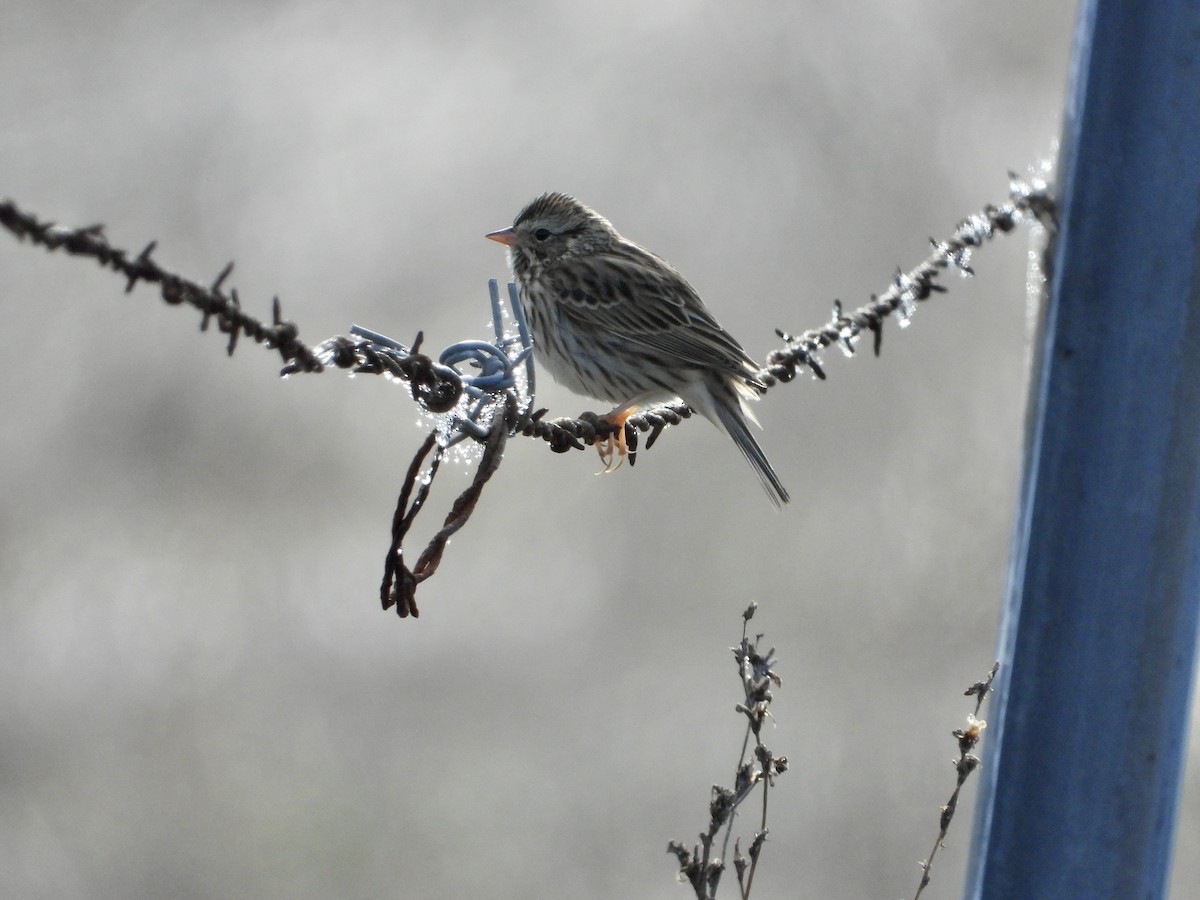 Savannah Serçesi - ML644502574