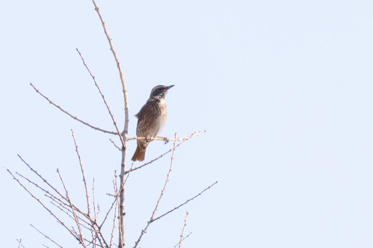 Grive de Naumann - ML644502577