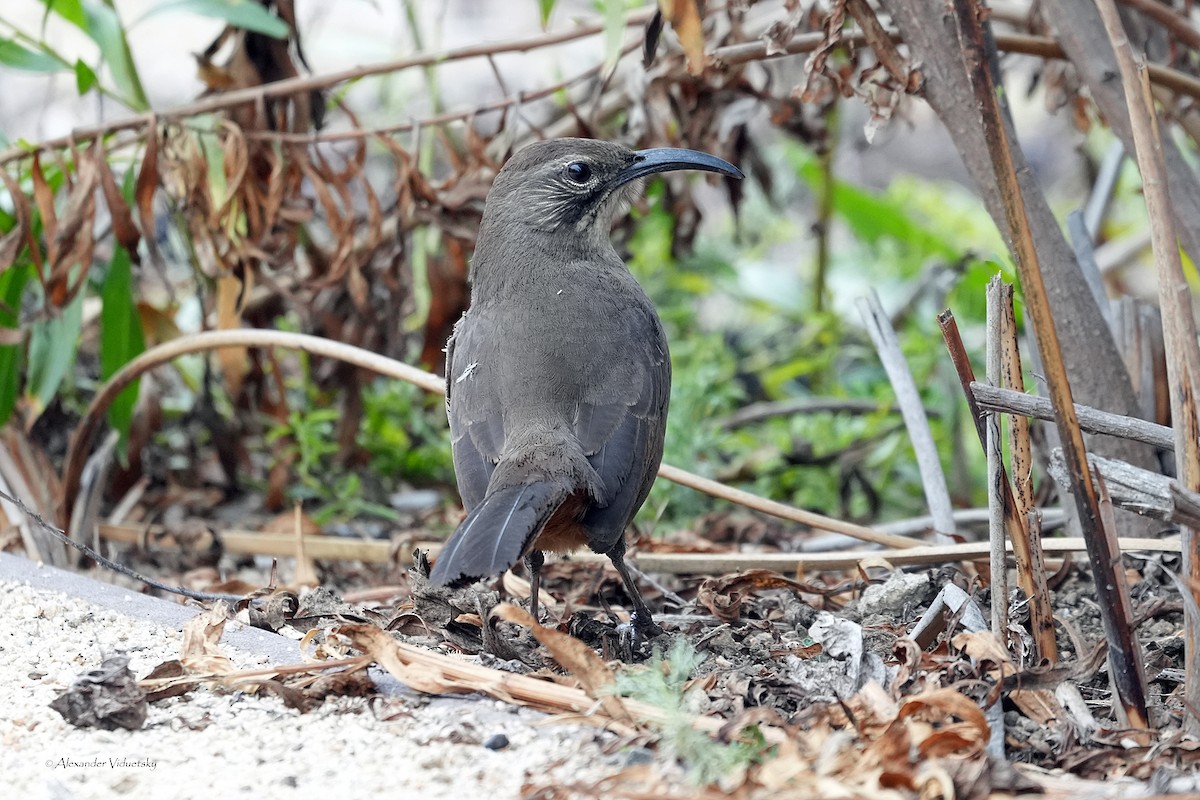 California Thrasher - ML644502578