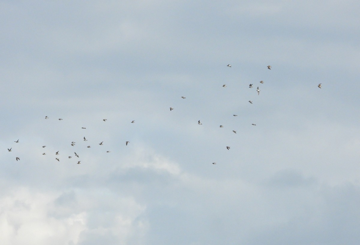 pygmésnipe - ML644502589