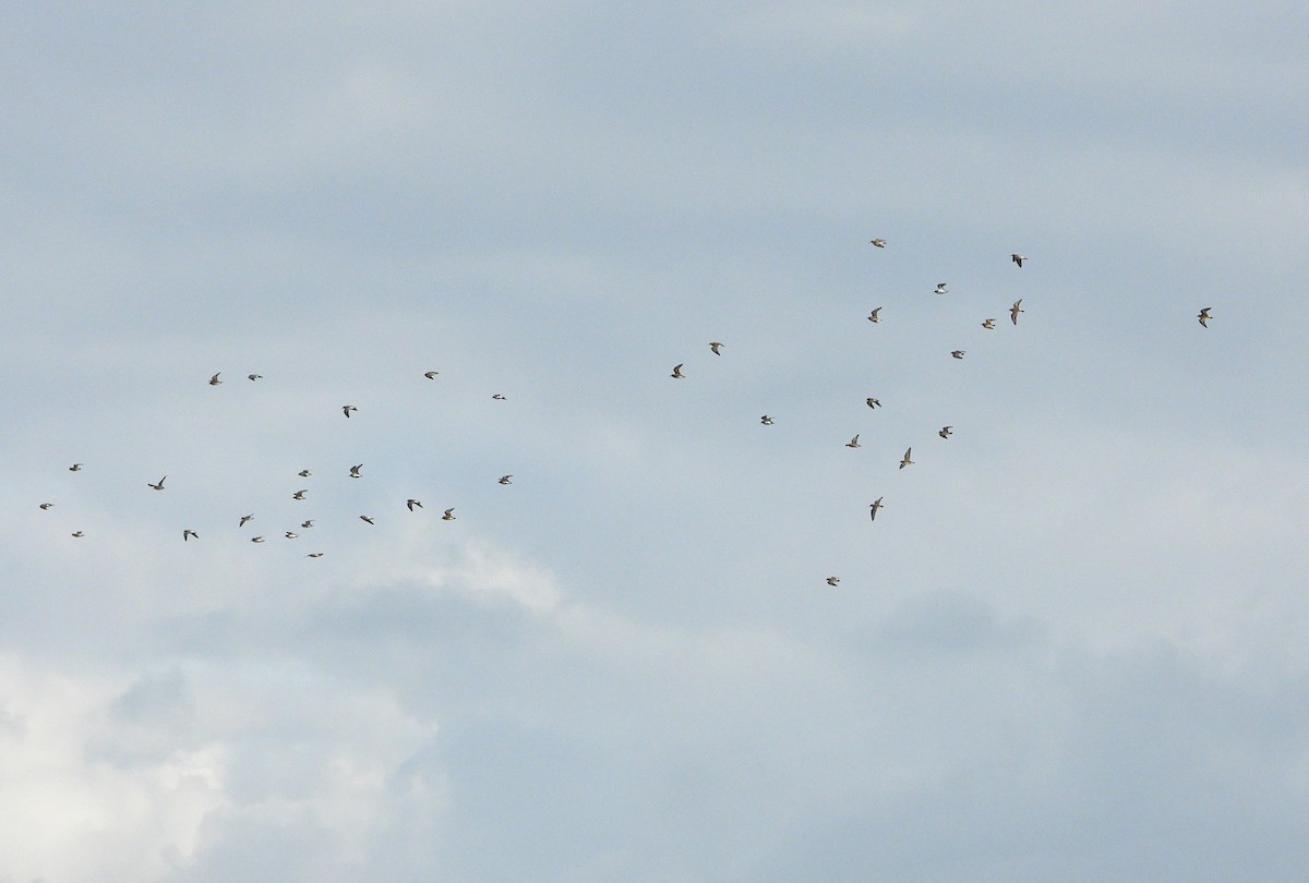 pygmésnipe - ML644502590