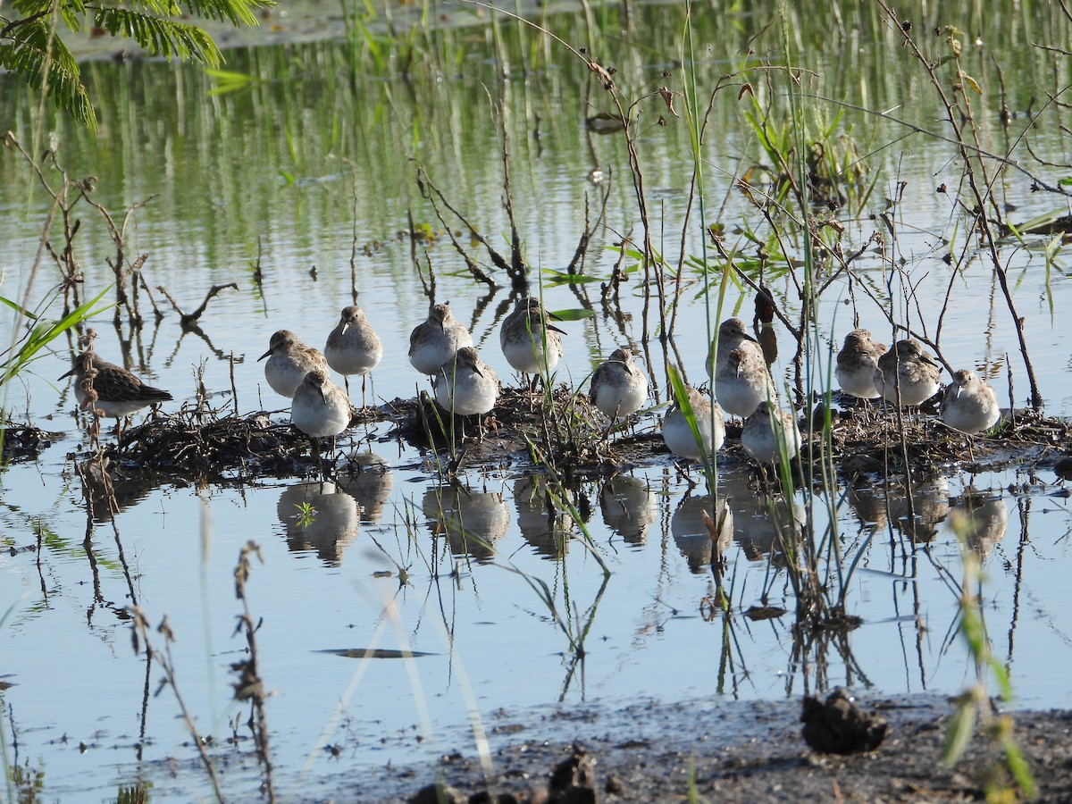 pygmésnipe - ML644502591