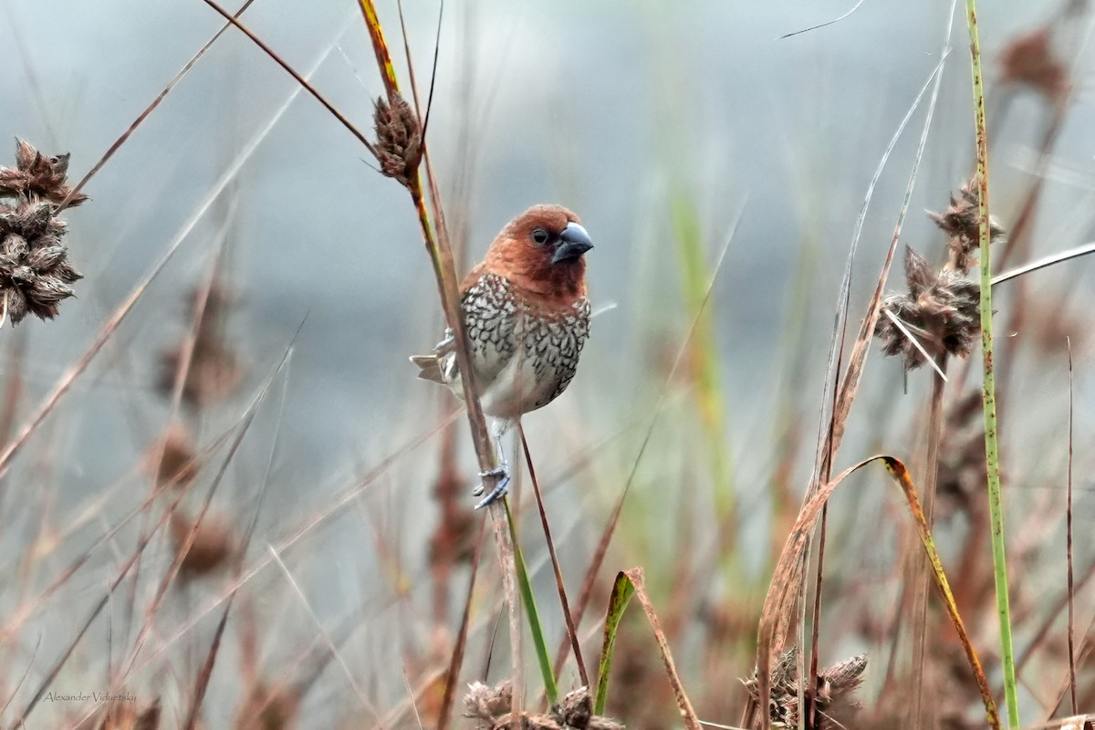 Scaly-breasted Munia - ML644502593