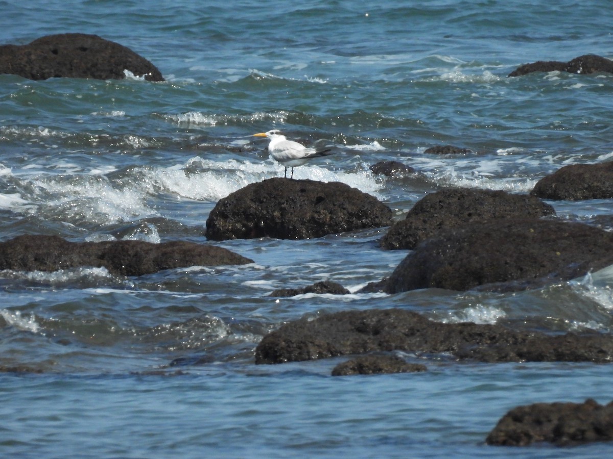 Royal Tern - ML644502594