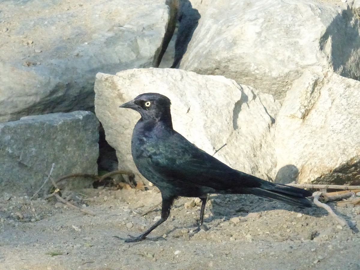 Zanate de Brewer - ML644502605