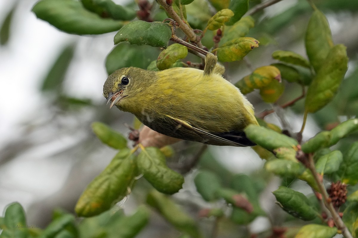 Orange-crowned Warbler - ML644502606