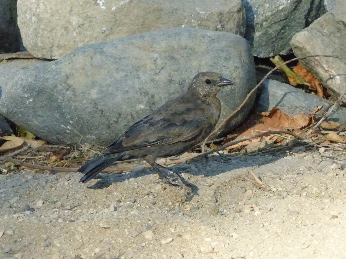 Zanate de Brewer - ML644502607