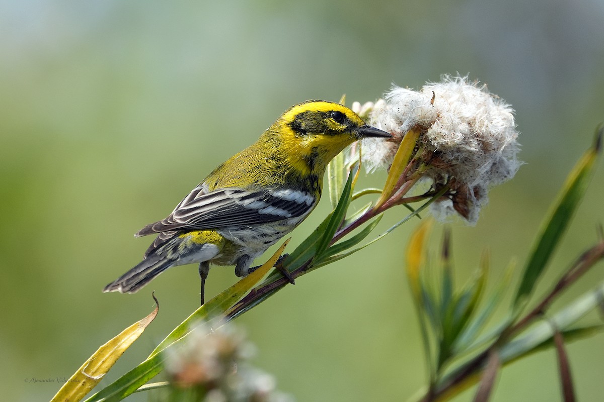 granparula - ML644502609