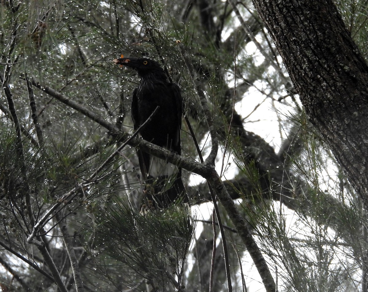 フエガラス - ML644502612