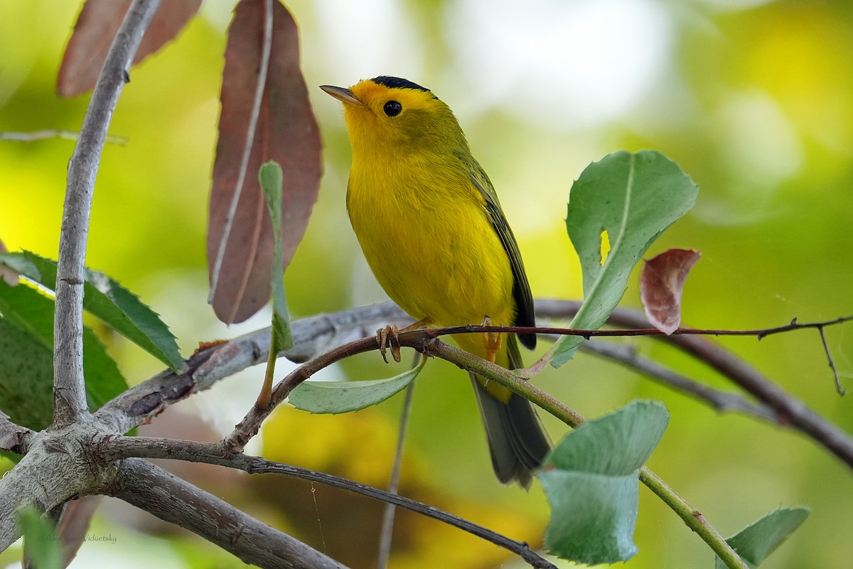 Wilson's Warbler - ML644502615