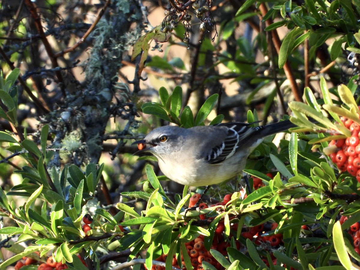 Kuzeyli Taklitçi - ML644502619