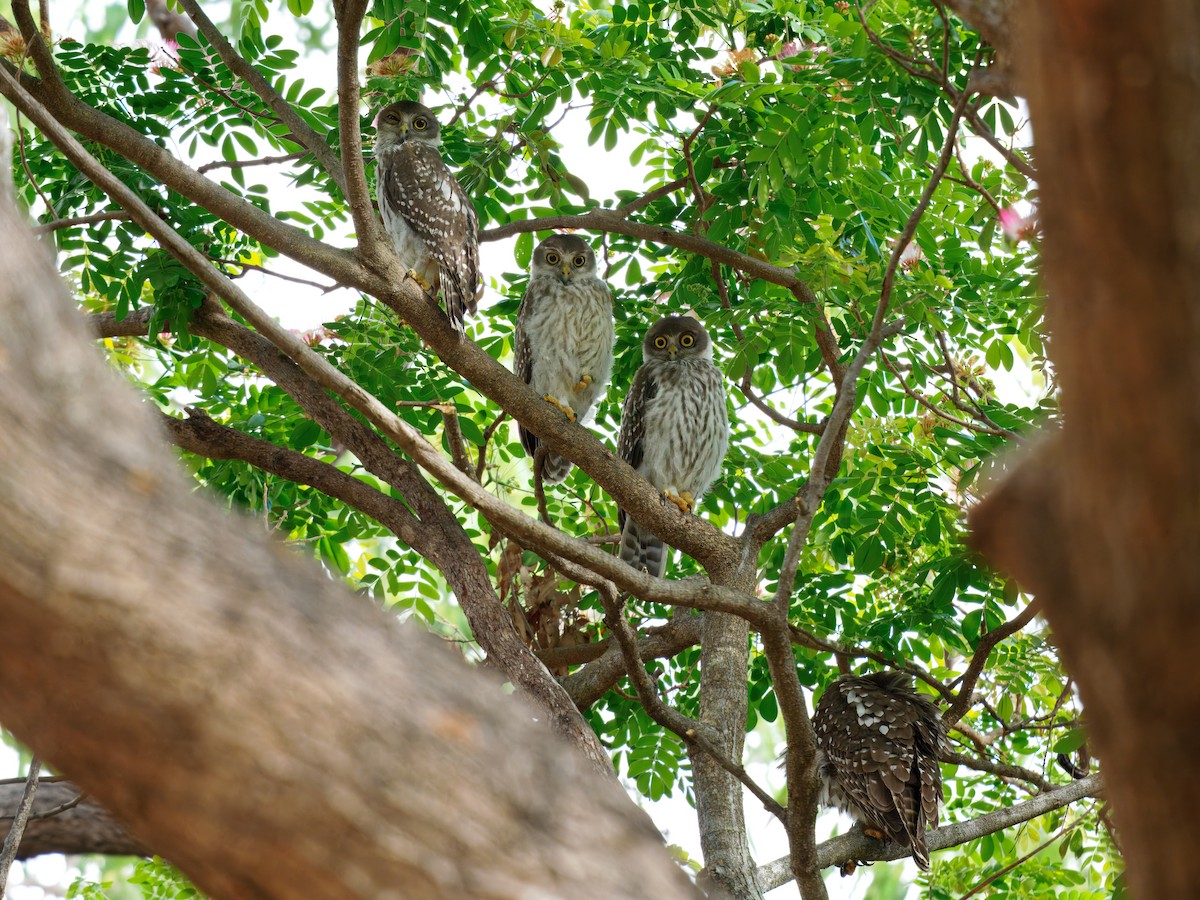 Barking Owl - ML644502620
