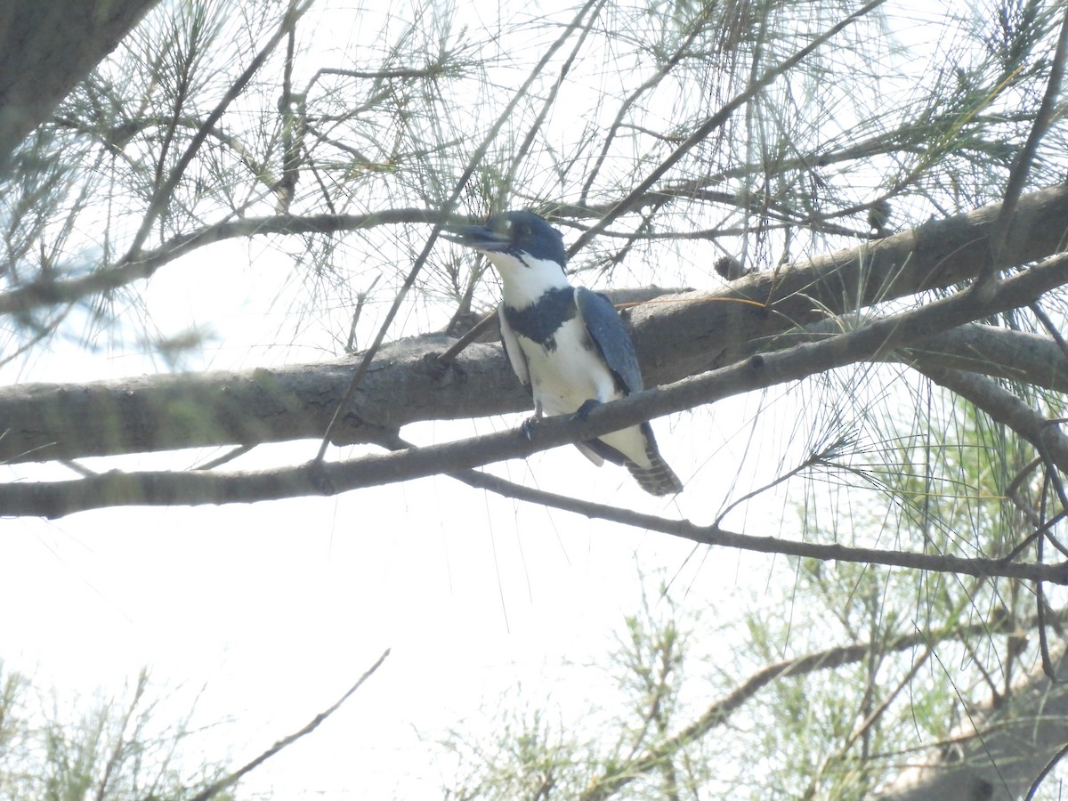 Belted Kingfisher - ML644502622