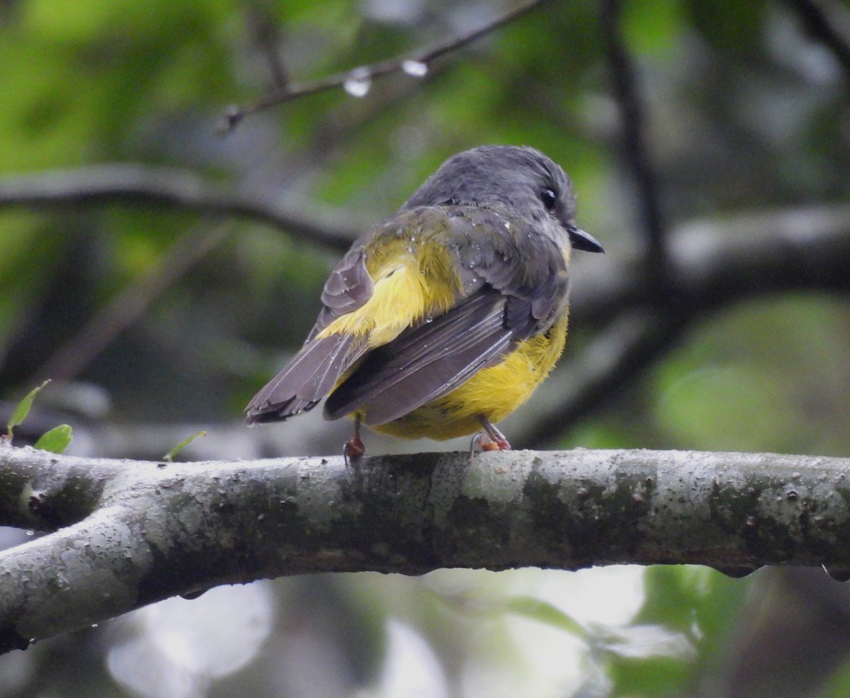 lejsčík žlutý - ML644502624