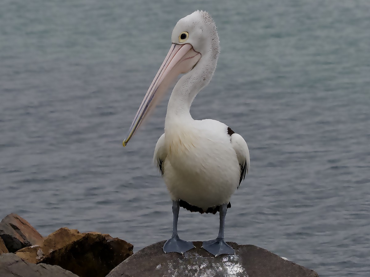 Australian Pelican - ML644502626