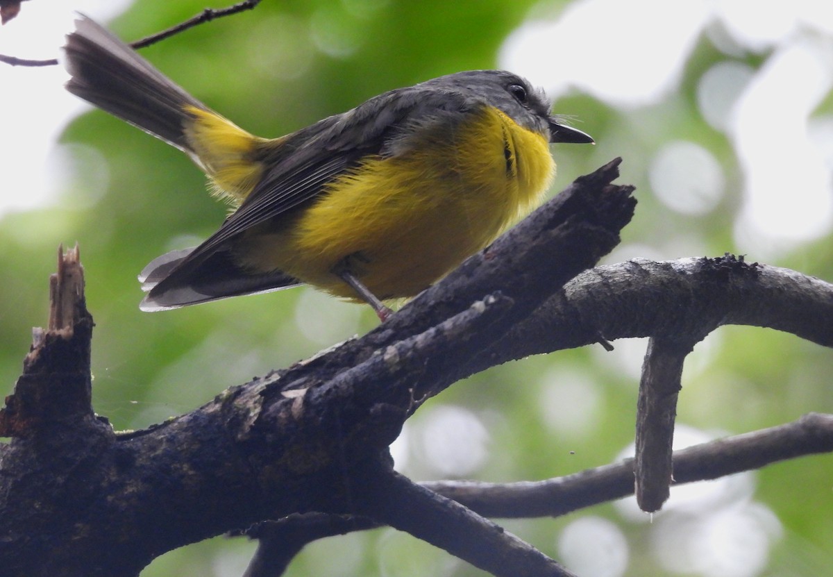 lejsčík žlutý - ML644502630