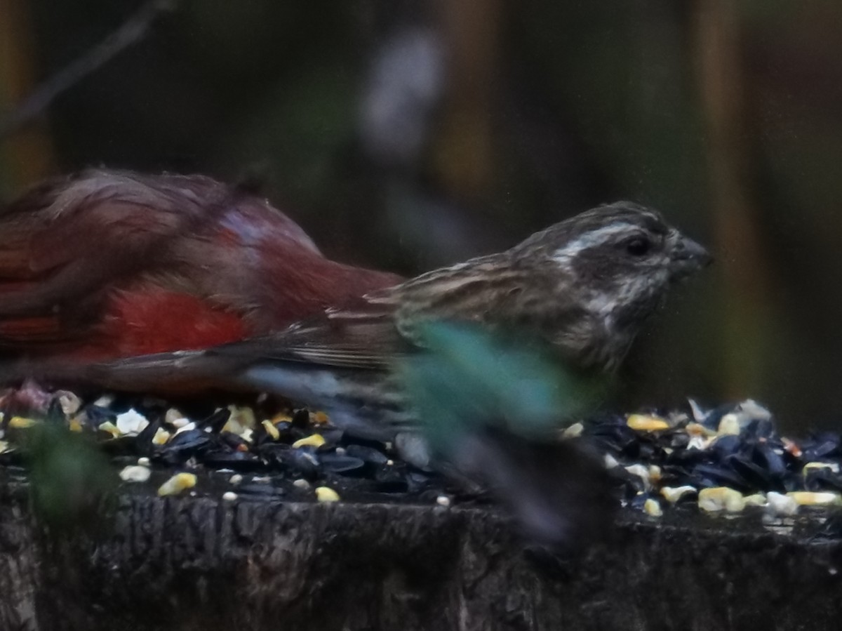 Purple Finch - ML644502631