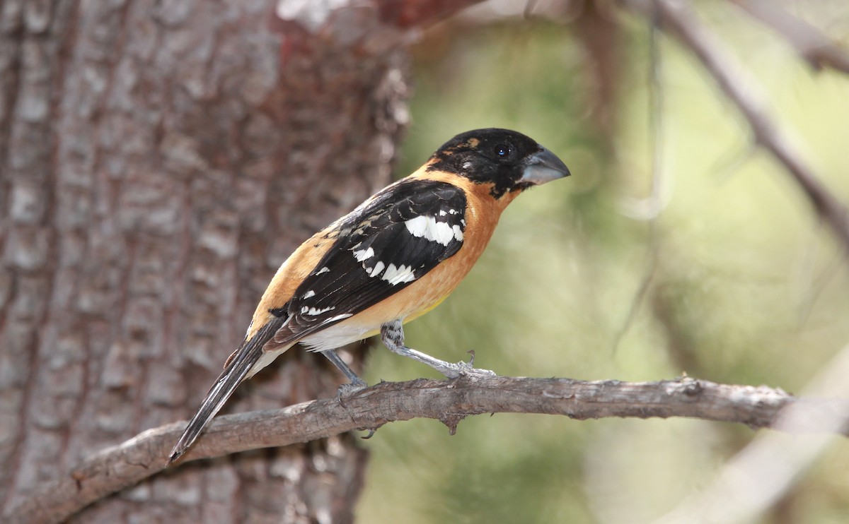 Black-headed Grosbeak - ML644502633