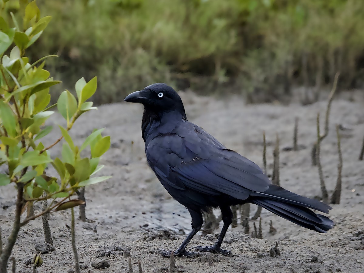 Australian Raven - ML644502645