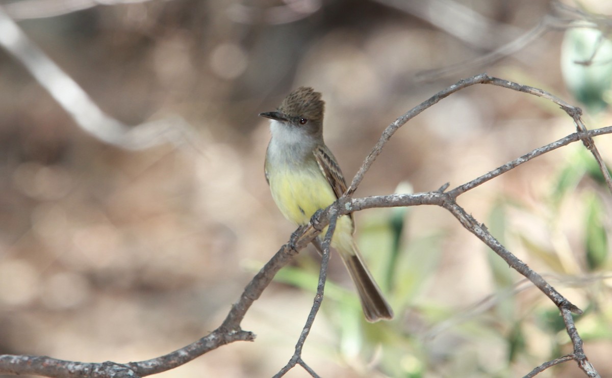Dusky-capped Flycatcher - ML644502646